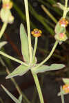 Florida pineland spurge